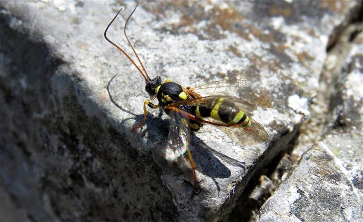 Ichneumonidae:  Amblyteles armatorius, femmina